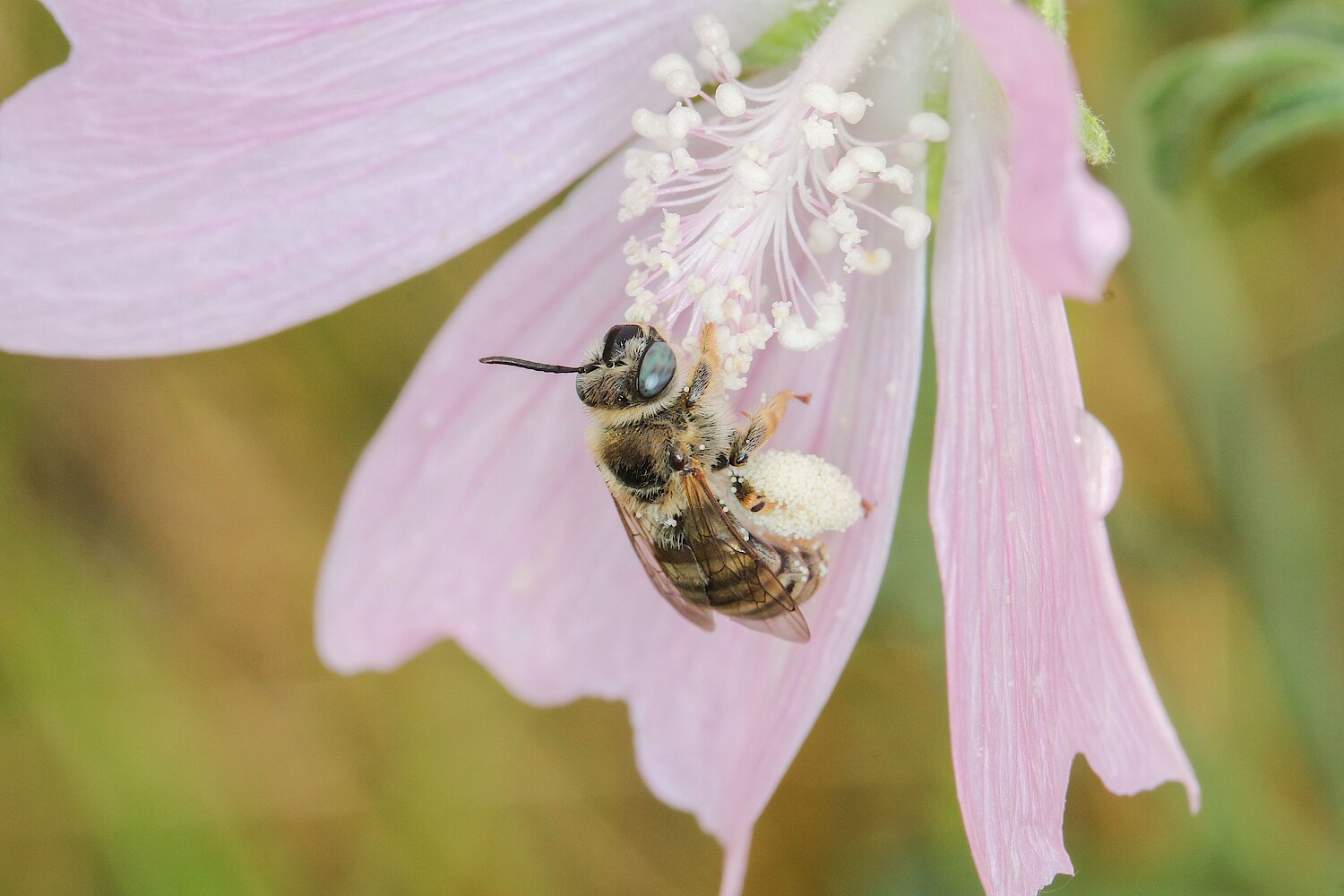 Tetraloniella malvae Weibchen: Die Malven-Langhornbiene benötigt den Pollen von Malvengewächsen zur Aufzucht der Larven. Sie wurde wie viele andere Arten seit über 50 Jahren nicht mehr im Gebiet nachgewiesen.