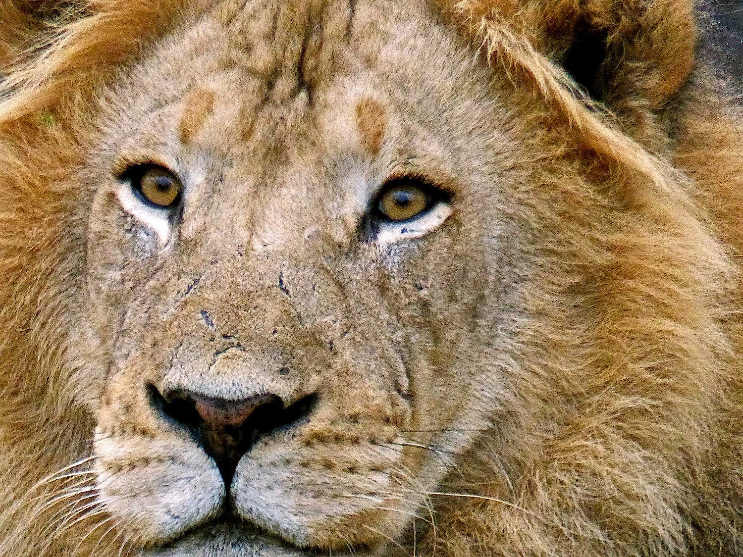 Blick in die Augen eines Löwen