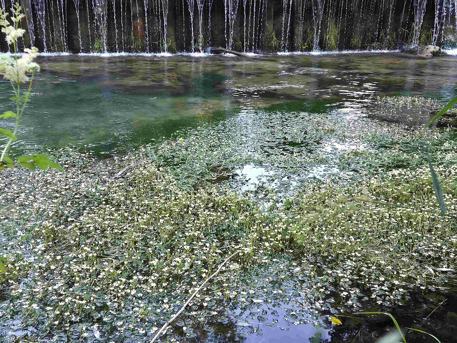 Wasserbauwerk in der Unrechttraisen, im Vordergrund an der Wasseroberfläche weiß blühender Wasserhahnenfuß.
