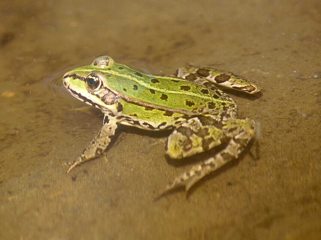 Grüner Teichfrosch im seichten Wasser sitzend.