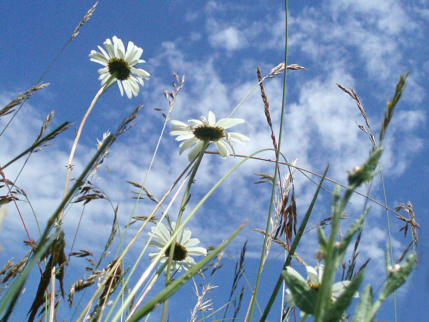 Foto Blumenwiese
