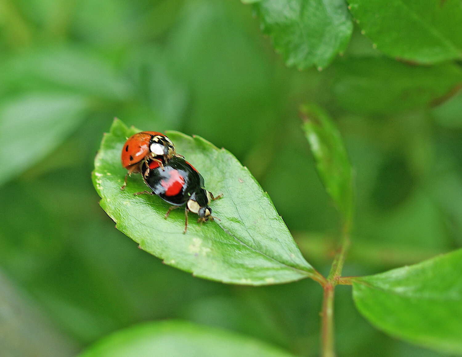 Foto Asiatischer Marienkäfer