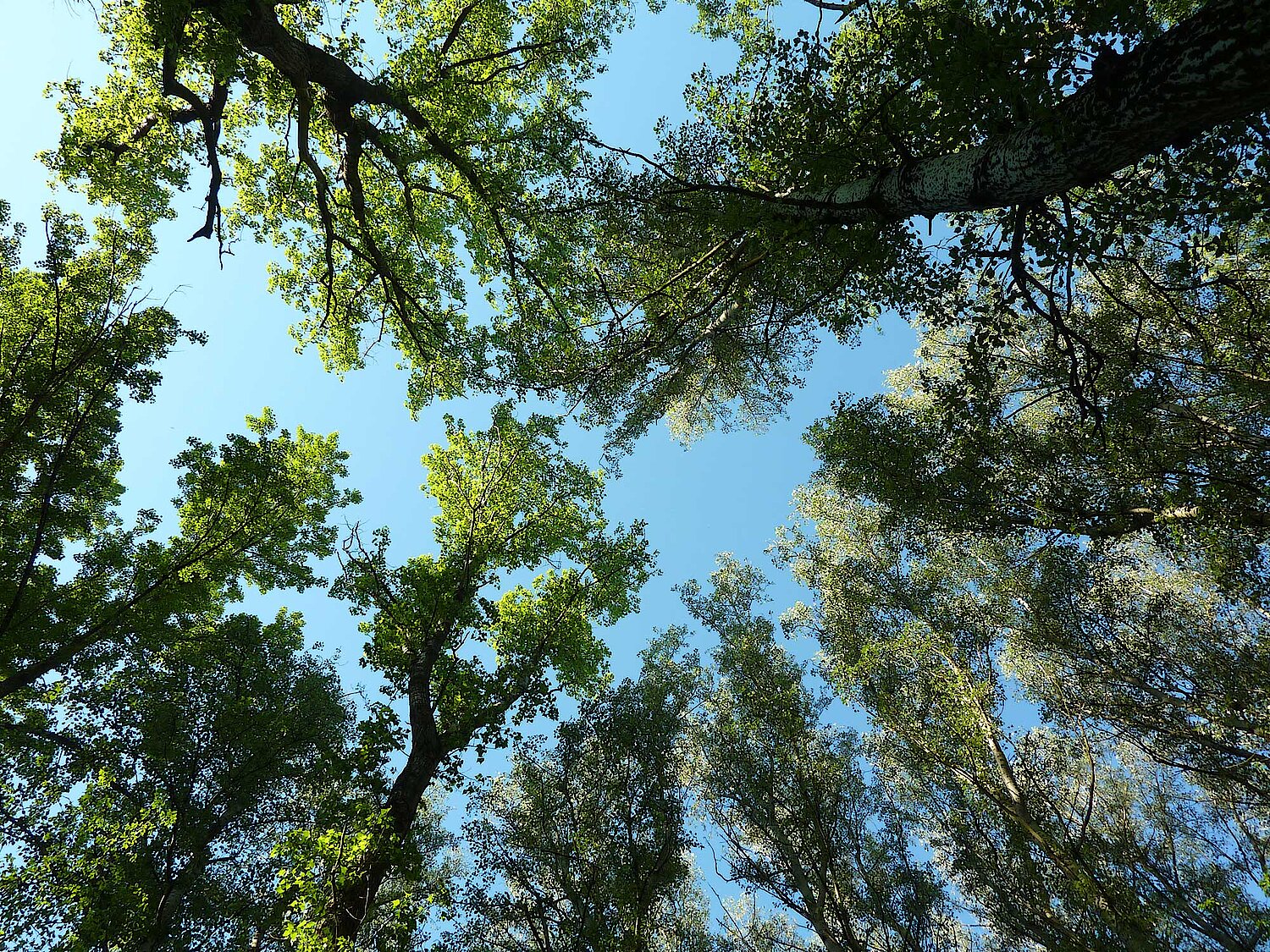 Foto Bäume im blauem Himmel