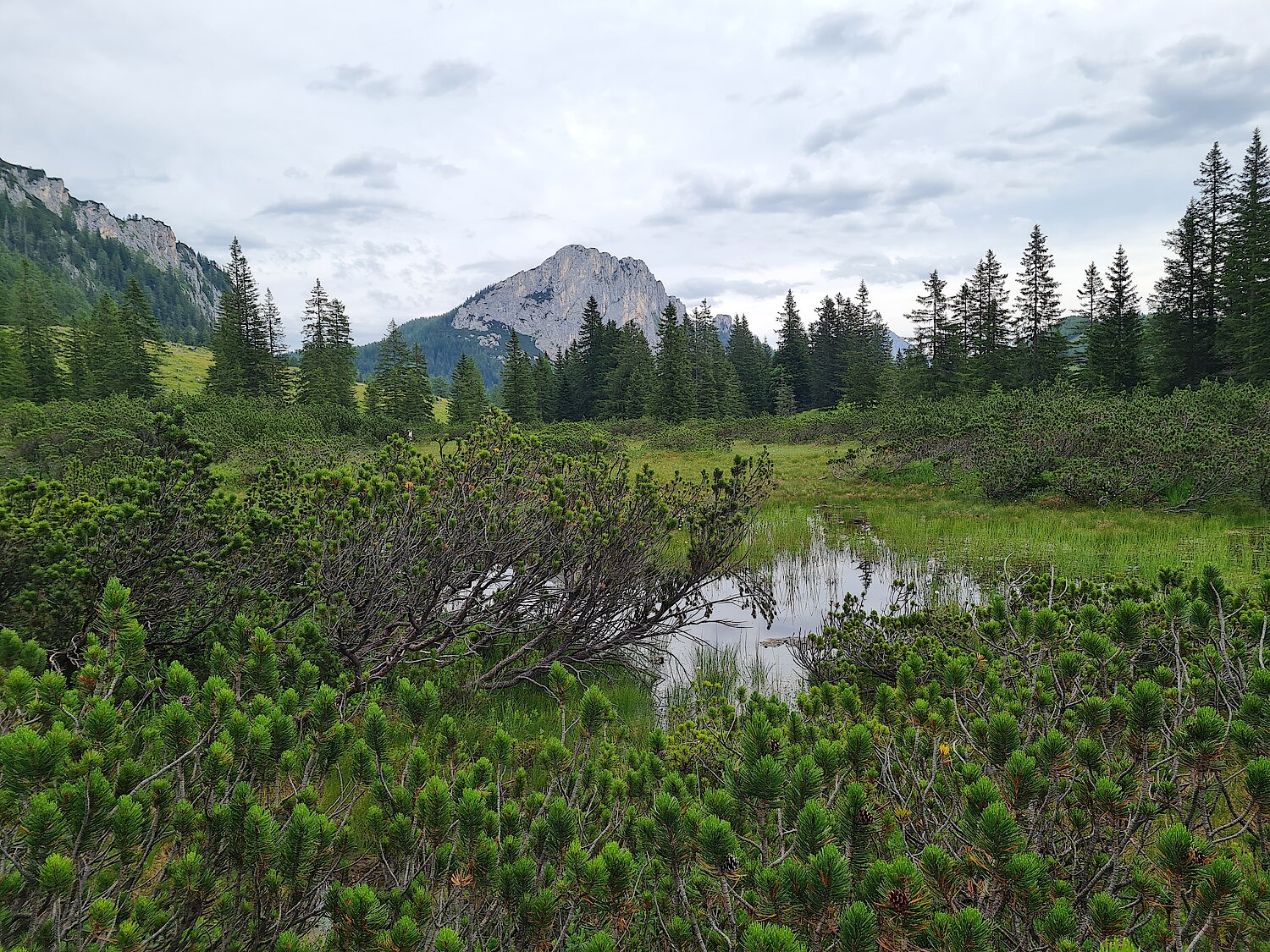 Moor auf der Wurzeralm