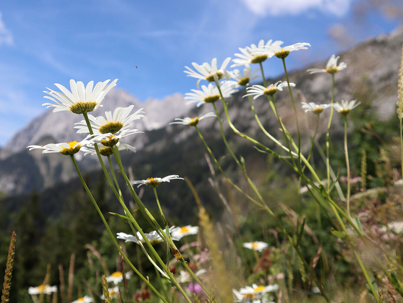 Blumenwiese mit Bergen im Hintergrund.