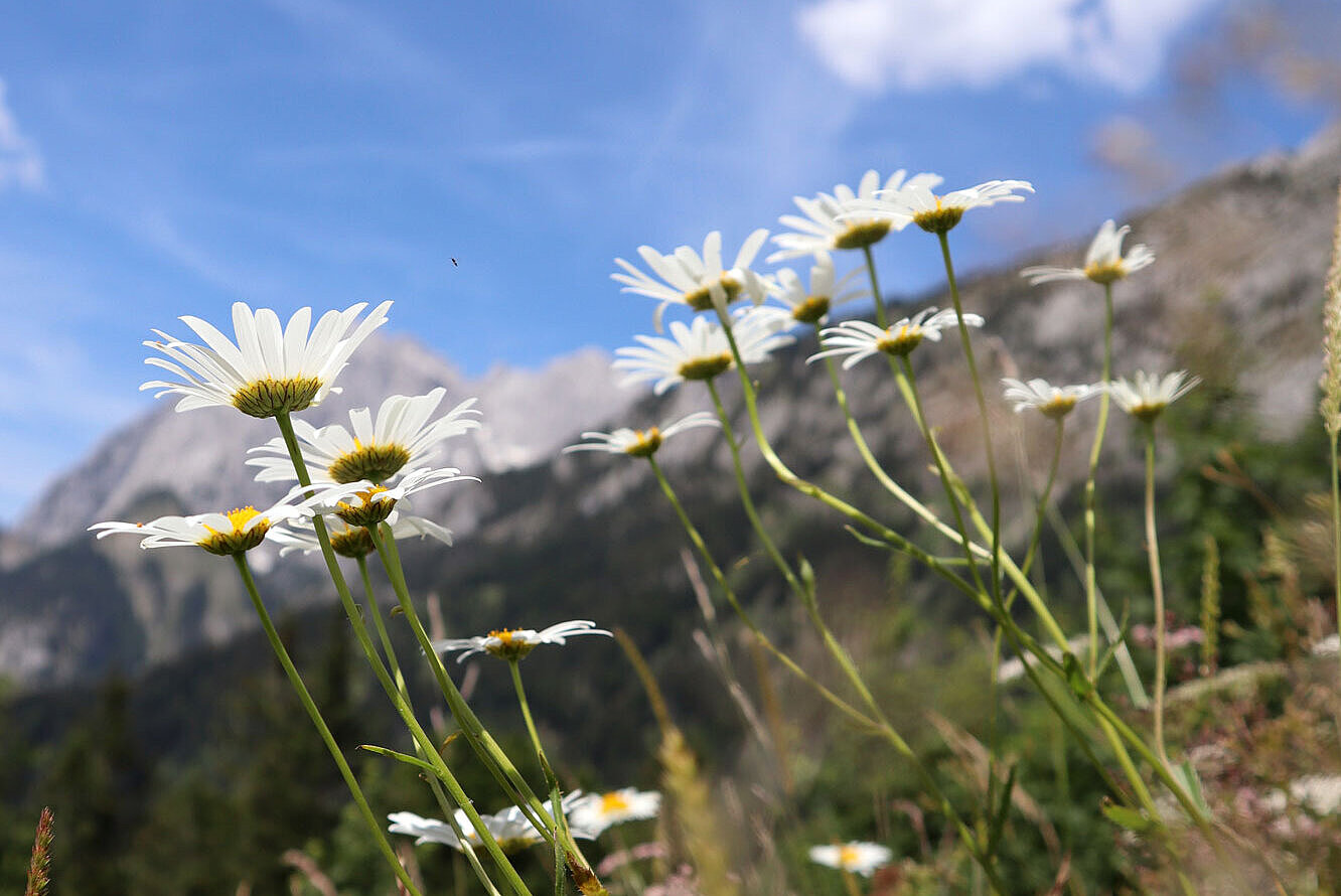 Blumenwiese mit Bergen im Hintergrund