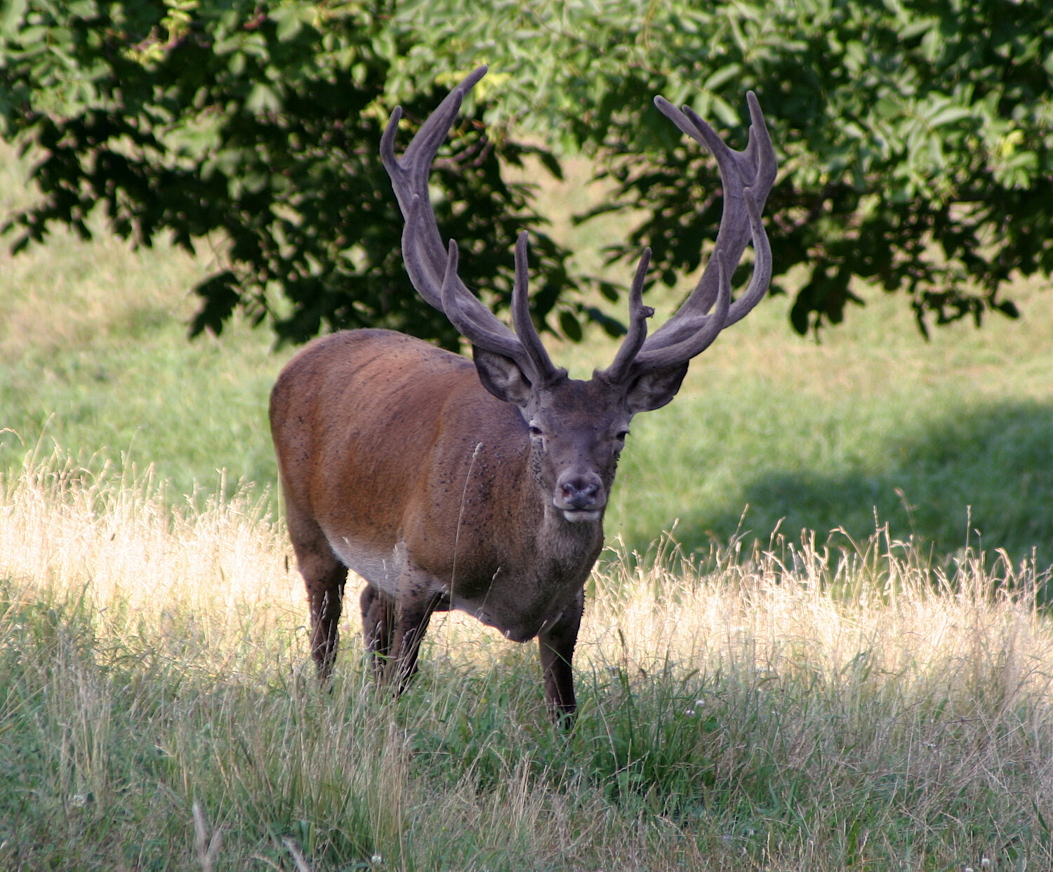 Foto Hirsch