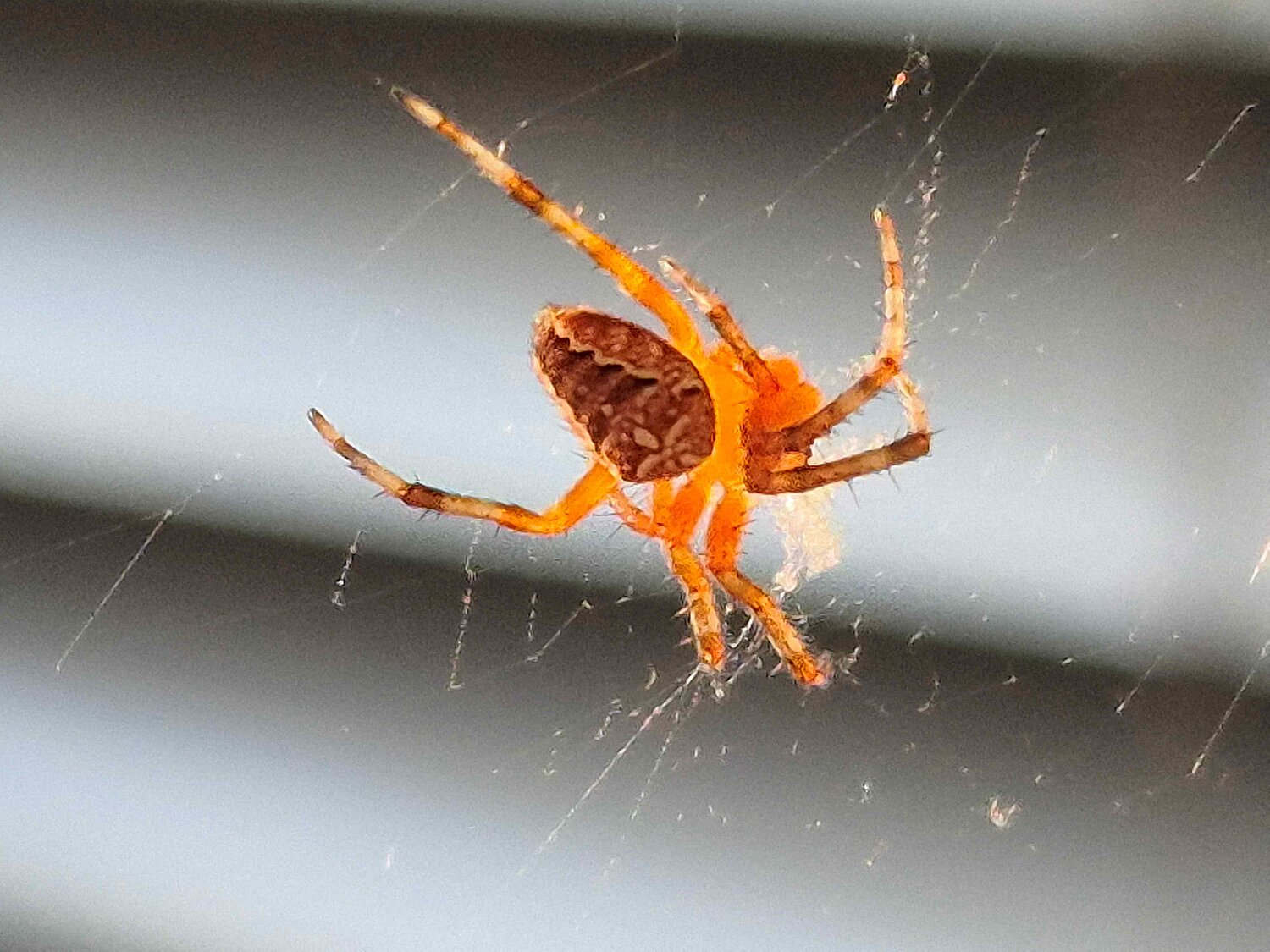 Gartenkreuzspinne Gartenkreuzspinne in ihrem Netz.