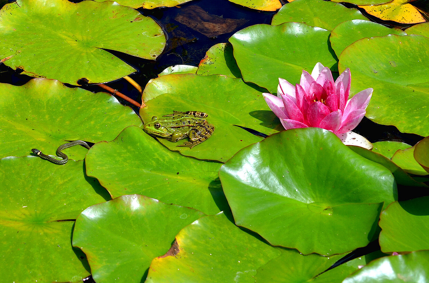 Foto Wasserfrosch und Ringelnatter