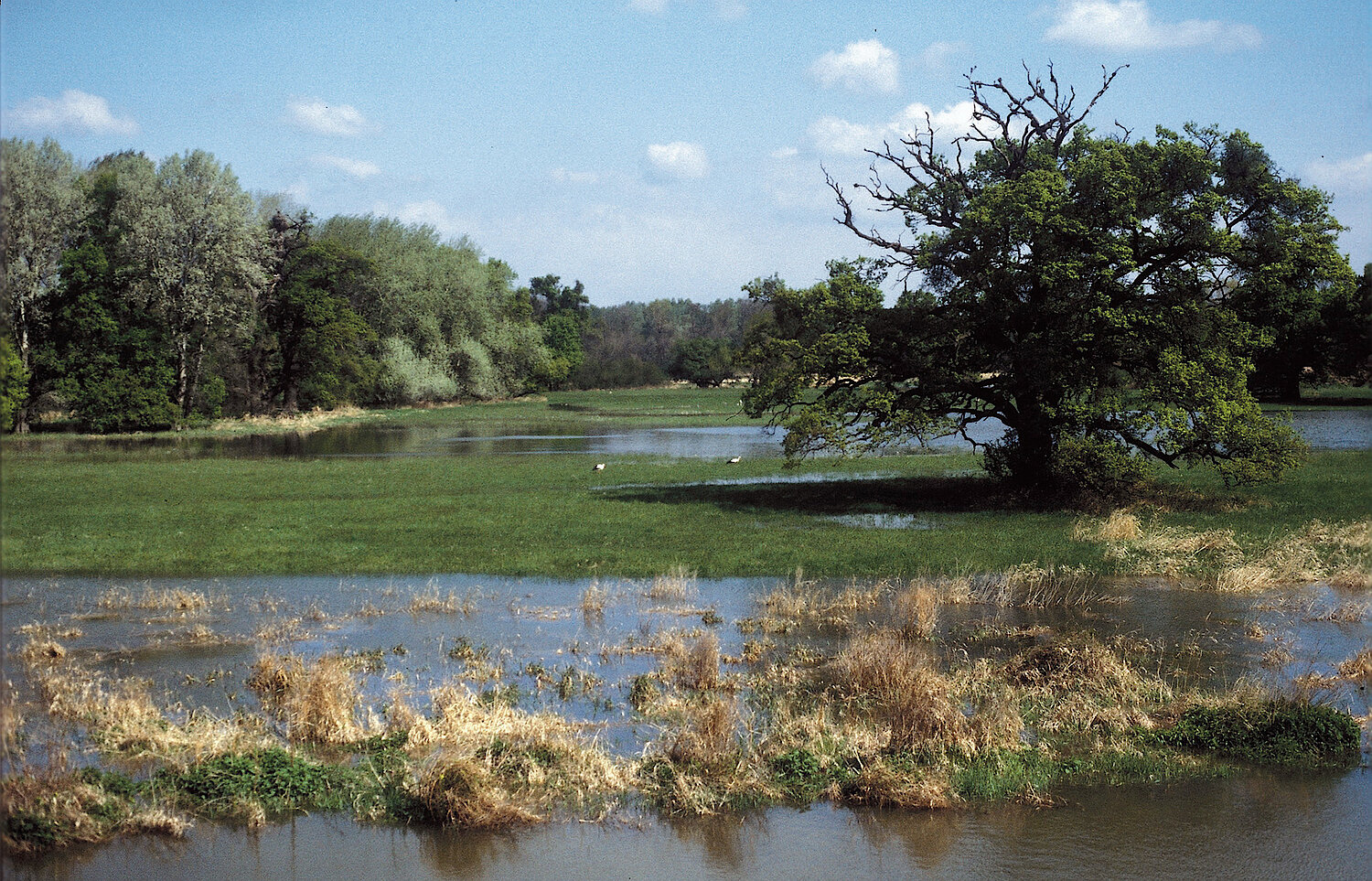 Überschwemmte Wiese mit einem großen Eichbaum im Auengebiet bei Marchegg