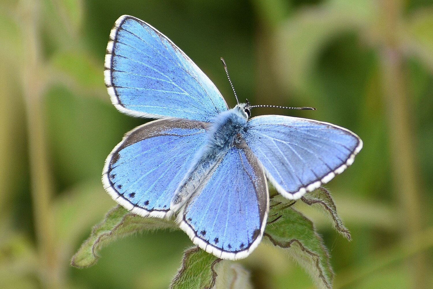 Himmelblauer Bläuling, eine wunderschöne, hellblaue Tagfalterart, von oben fotografiert.