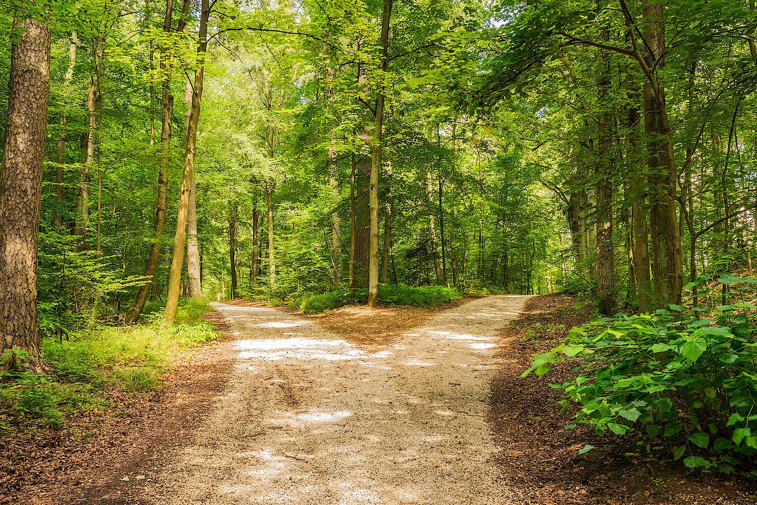 Foto abzweigender Waldweg