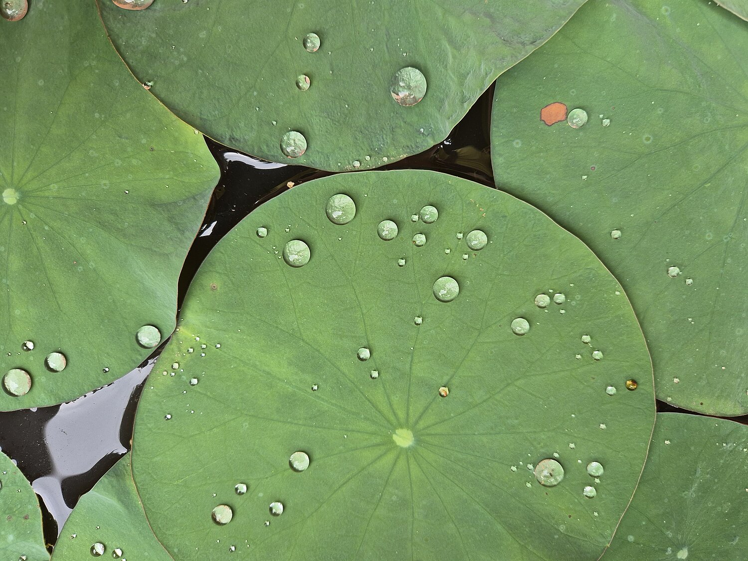 Lotus-Effekt: Wasserperlen, die an der Oberfläche nicht zerrinnen. Lotusblätter mit einzelnen, verschieden großen Wasserperlen, die nicht zerrinnen (Lotus-Effekt).