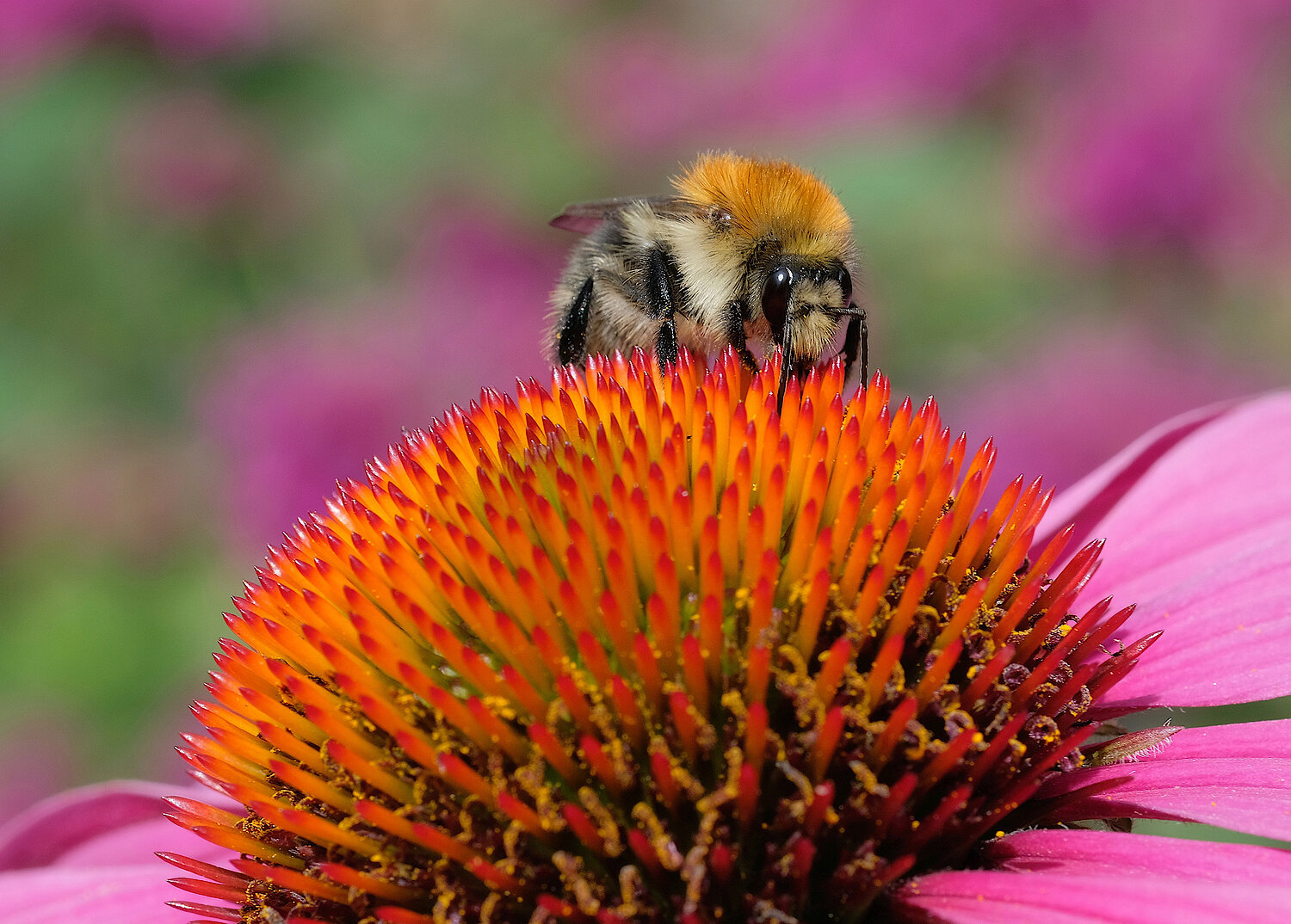 Foto Hummel auf Blume