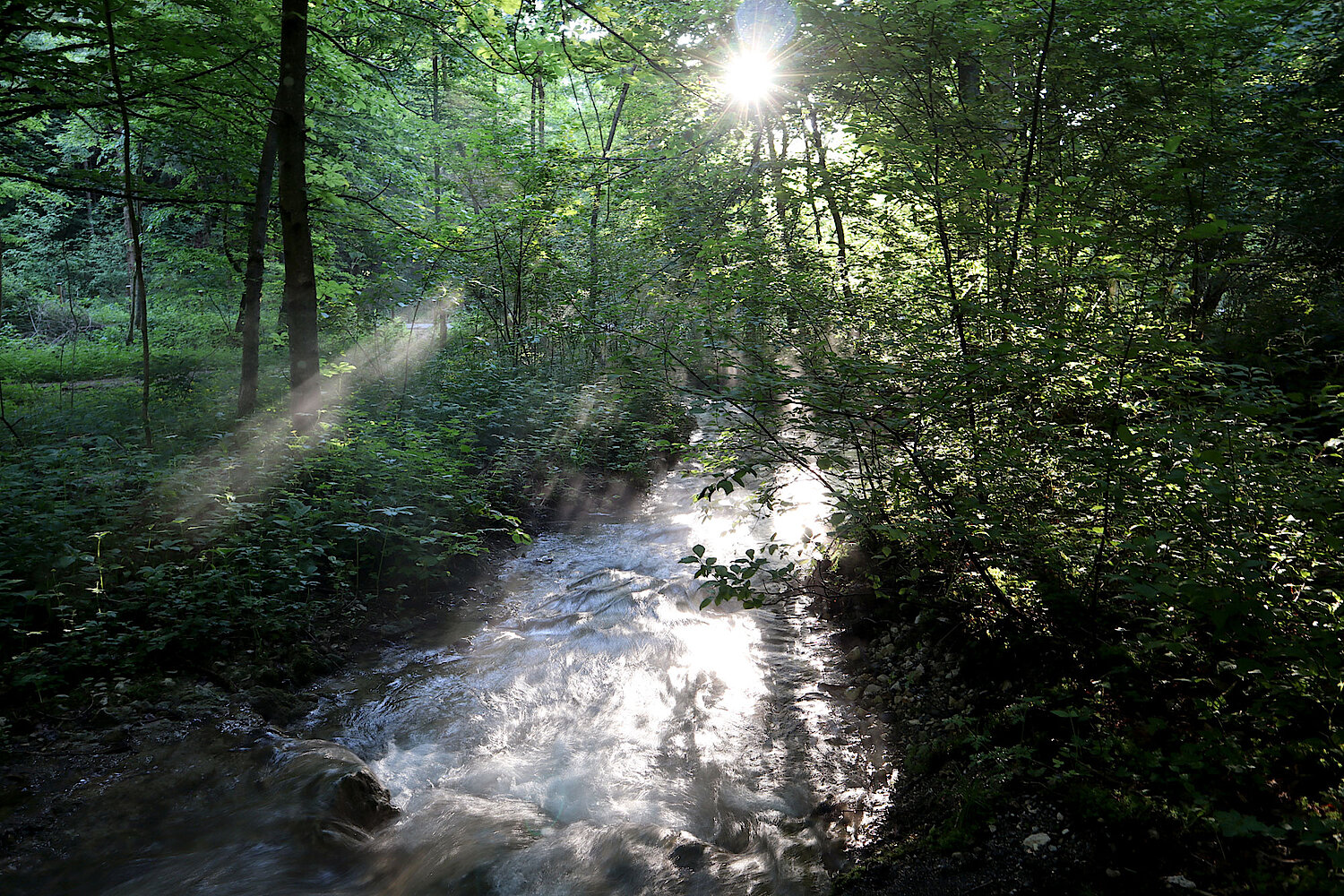 Foto Waldlichtung mit Bach