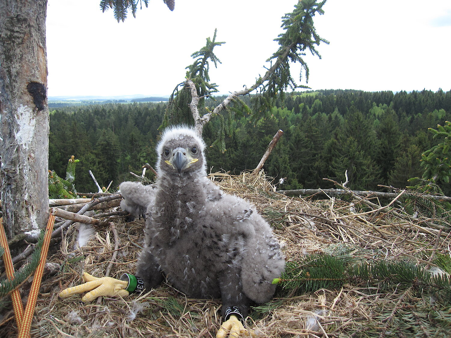 Beringtes Seeadlerjunge in seinem Horst.