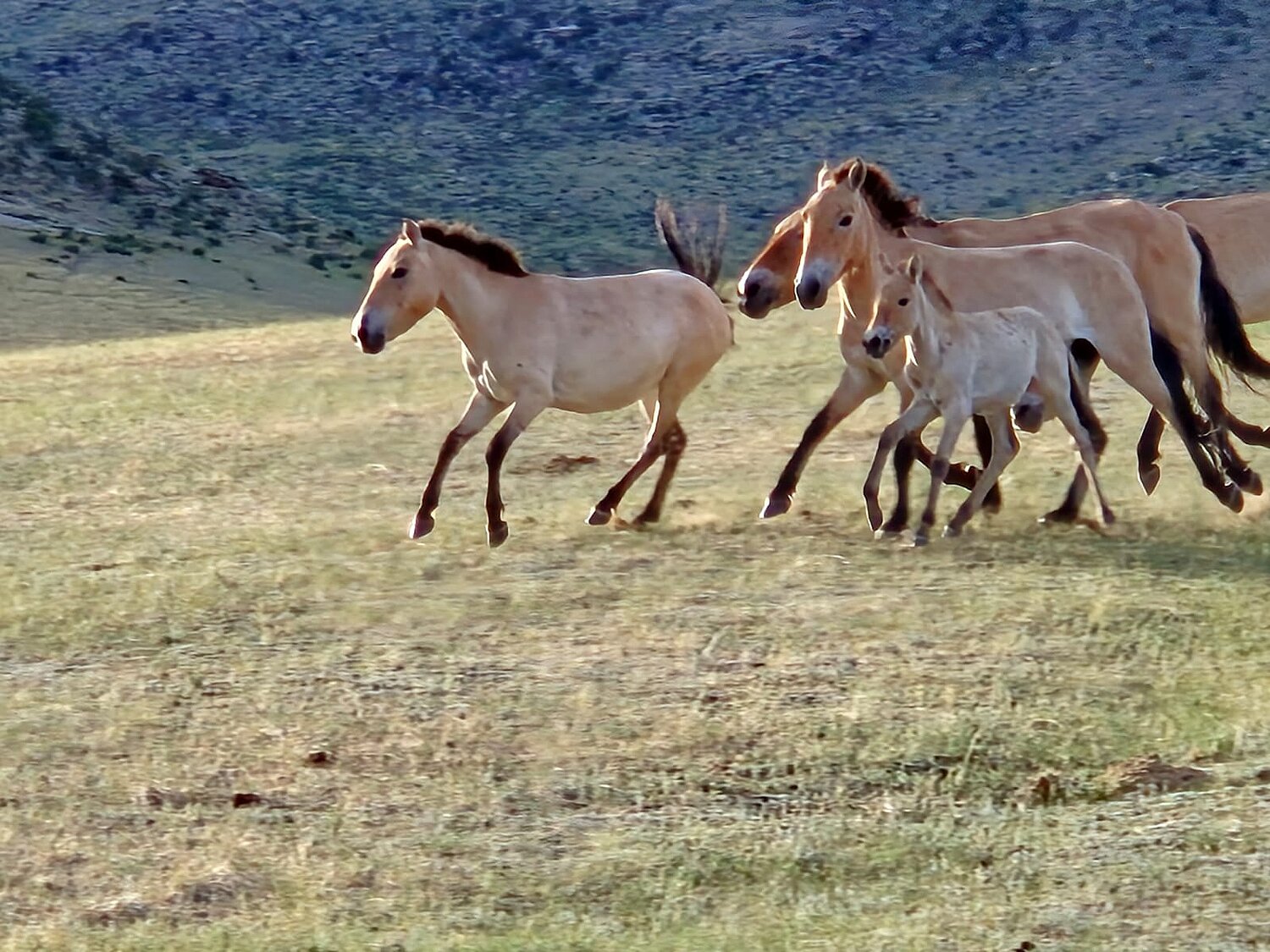 Galoppierende Herde Przewalski-Pferde (Mongolei).