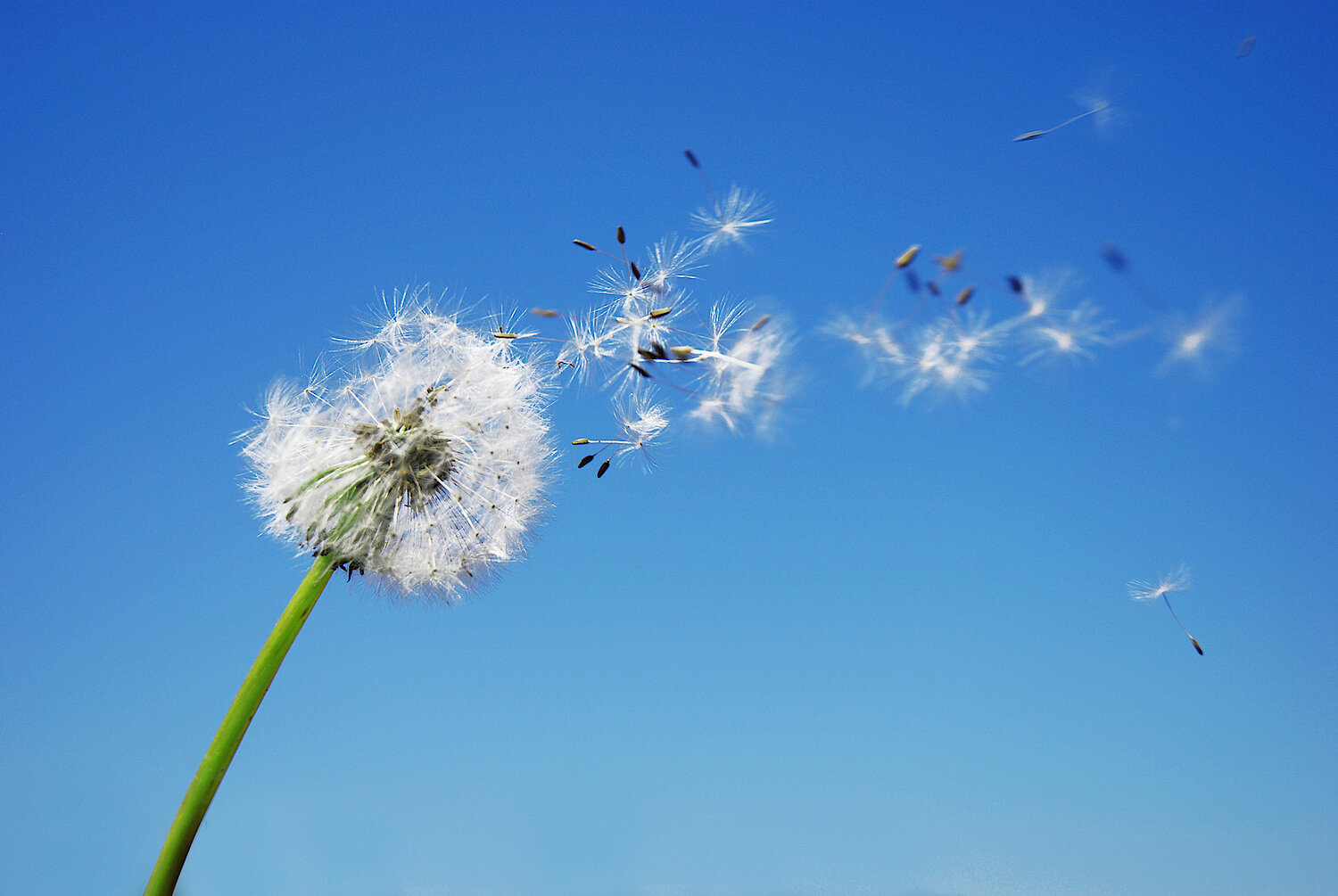 Foto Löwenzahnblume