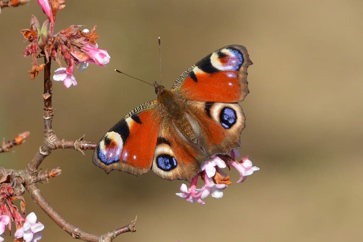 Ein Tagpfauenauge vor einem blühenden Zweig.