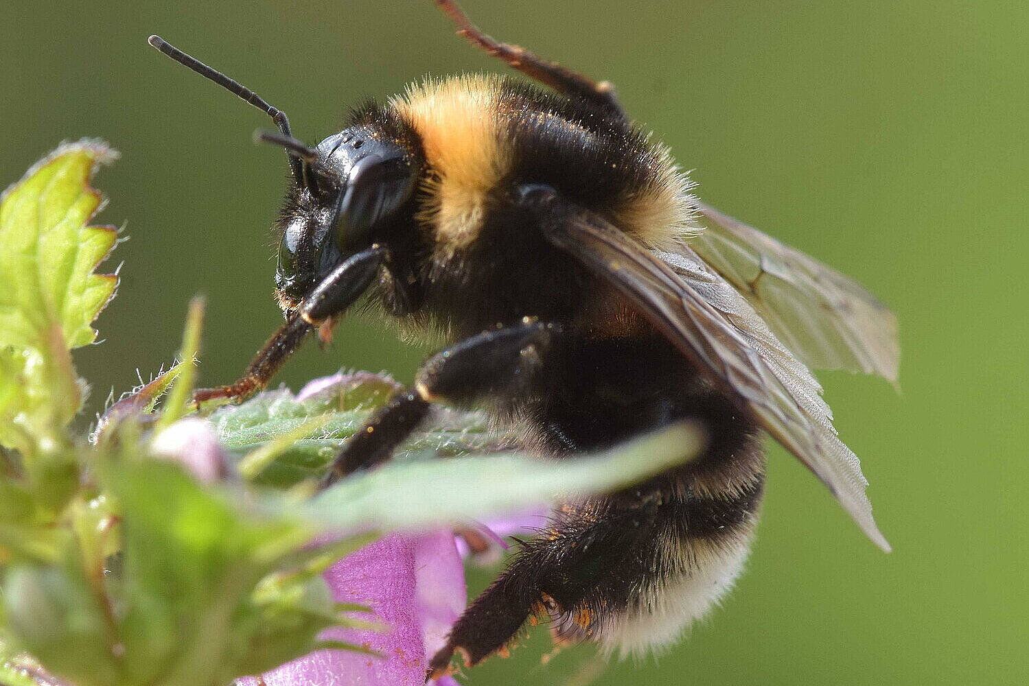 Erdbauhummel (Bombus subterraneus) Erdbauhummel auf einer Blüte.