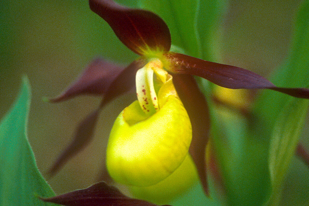 Foto Frauenschuh Blüten