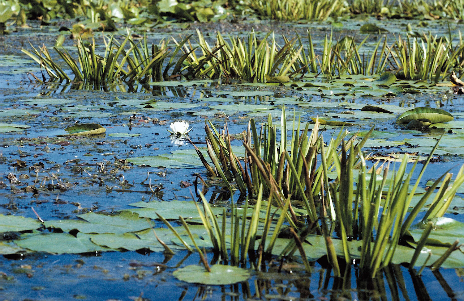 Foto Teich mit Seerosen