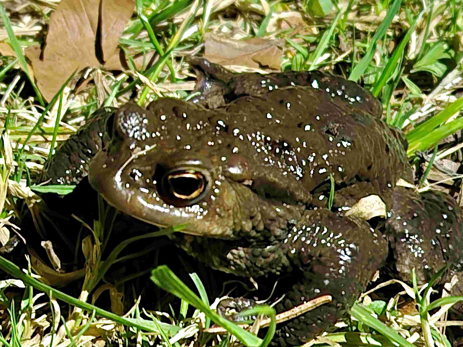 Erdkröte auf einer Grasfläche sitzend.