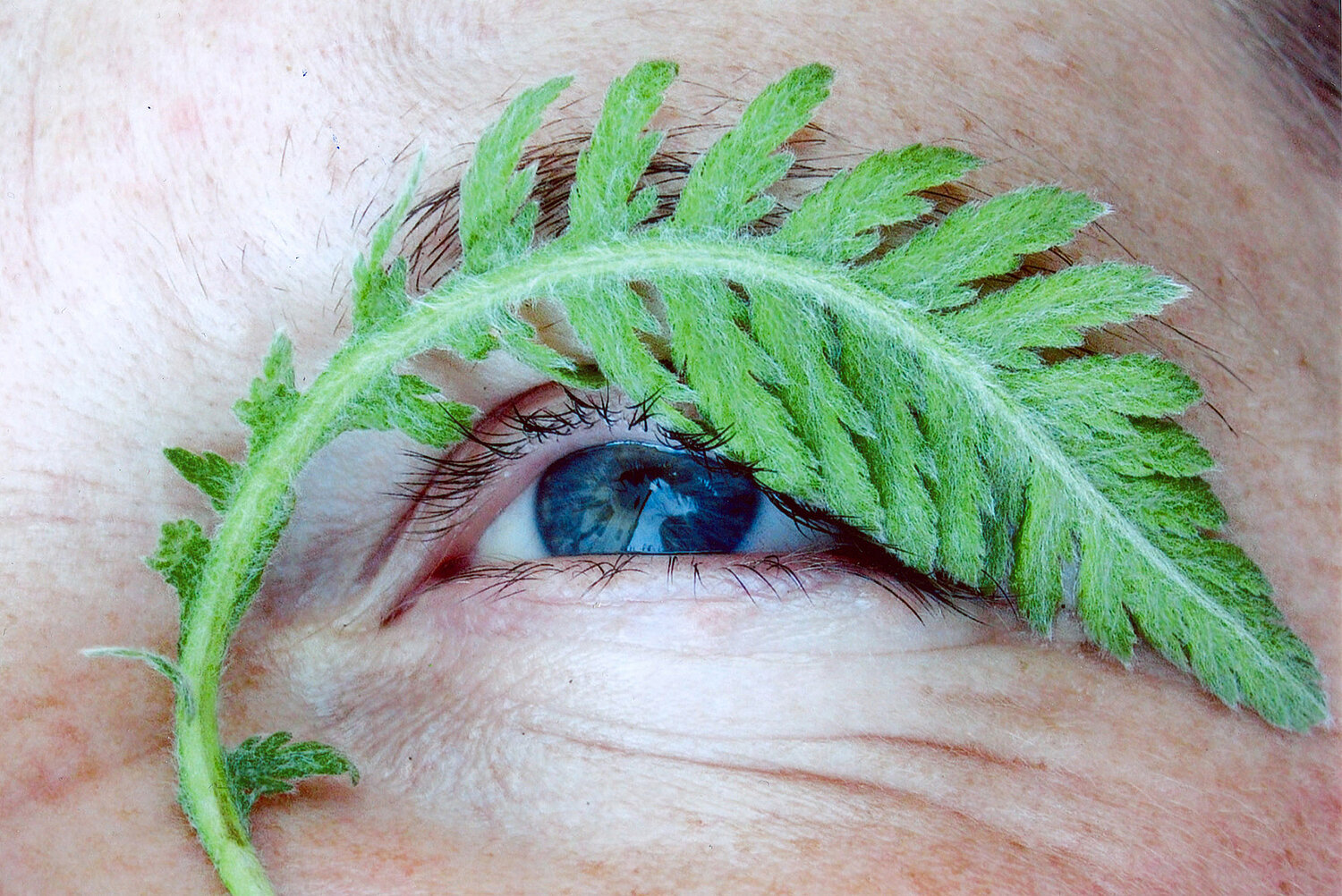 Foto Auge, von einem gefiederten, grüne Blatt umrandet.