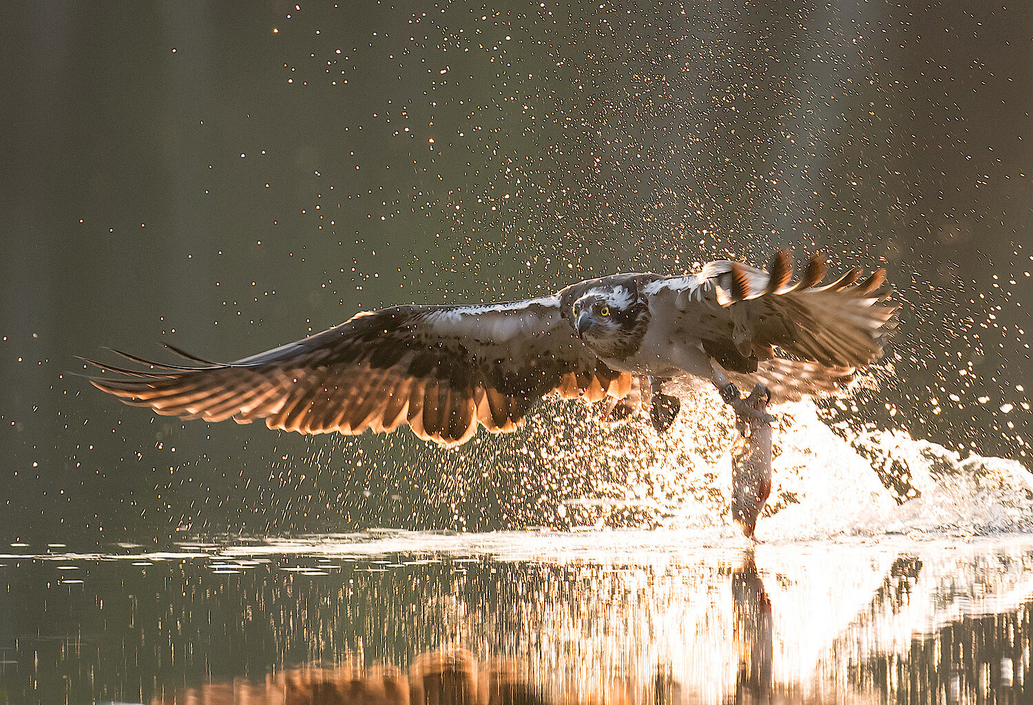 Seeadler knapp über Wasseroberfläche fliegend mit Beute.
