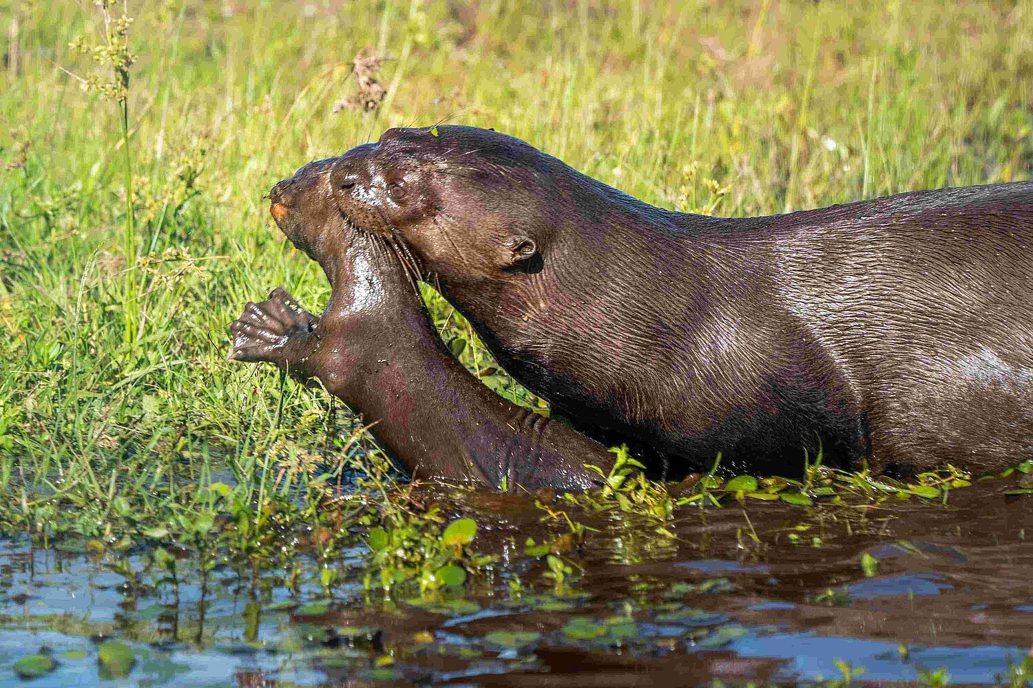 Riesenotter im argentinischen Iberá-Nationalpark. Riesenotter mit Jungem im Maul.
