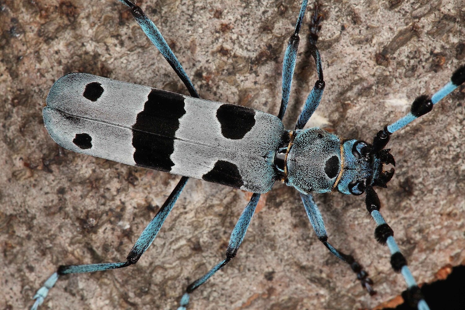 Foto Käfer