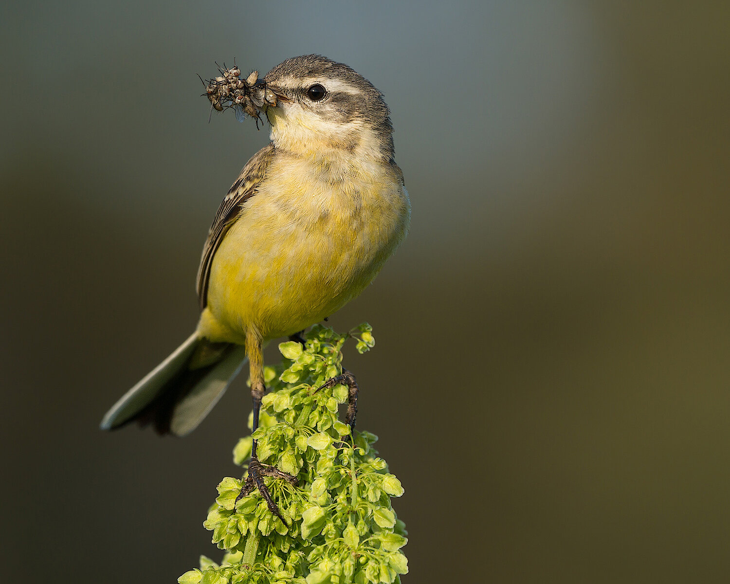 Foto Vogel frisst Insekten