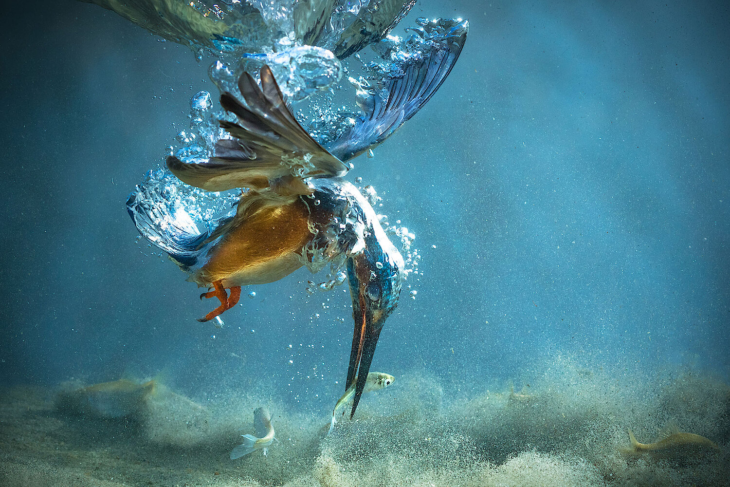 Foto Eisvogel beim Fischen