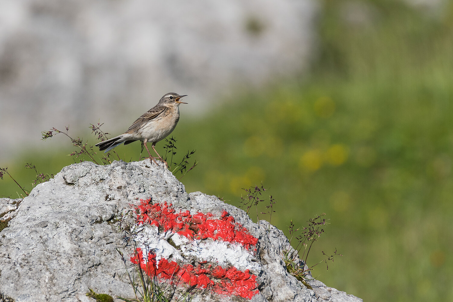 Bergpieper auf einen Felsen sitzend. Der Felsen hat eine rot-weiß-roten Markierung.