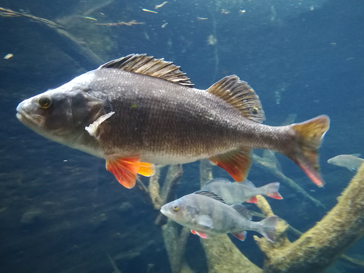 Das Bild zeigt einen Flussbarsch im Wasser.