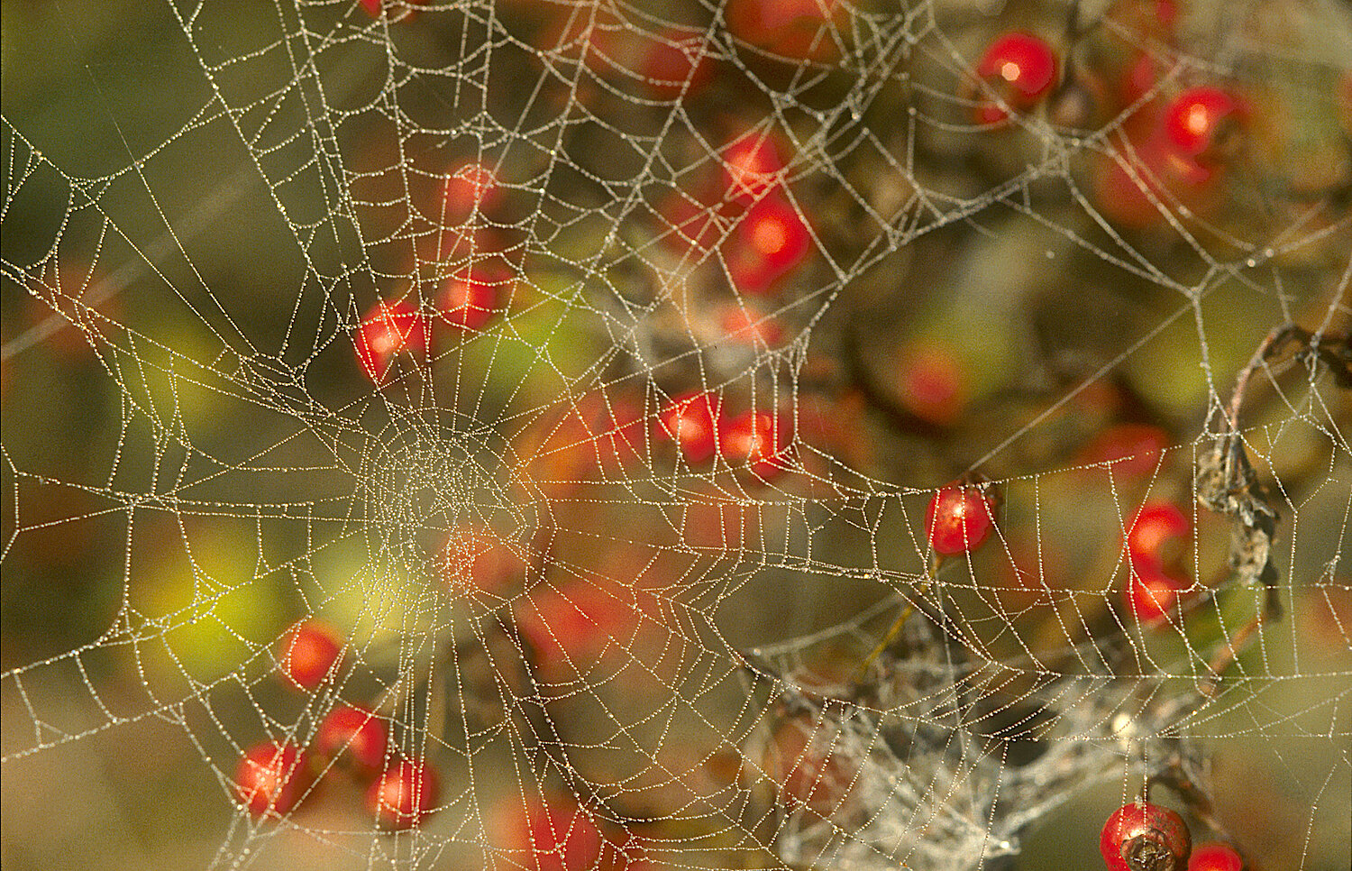 Foto Spinnennetz in Rosenbusch