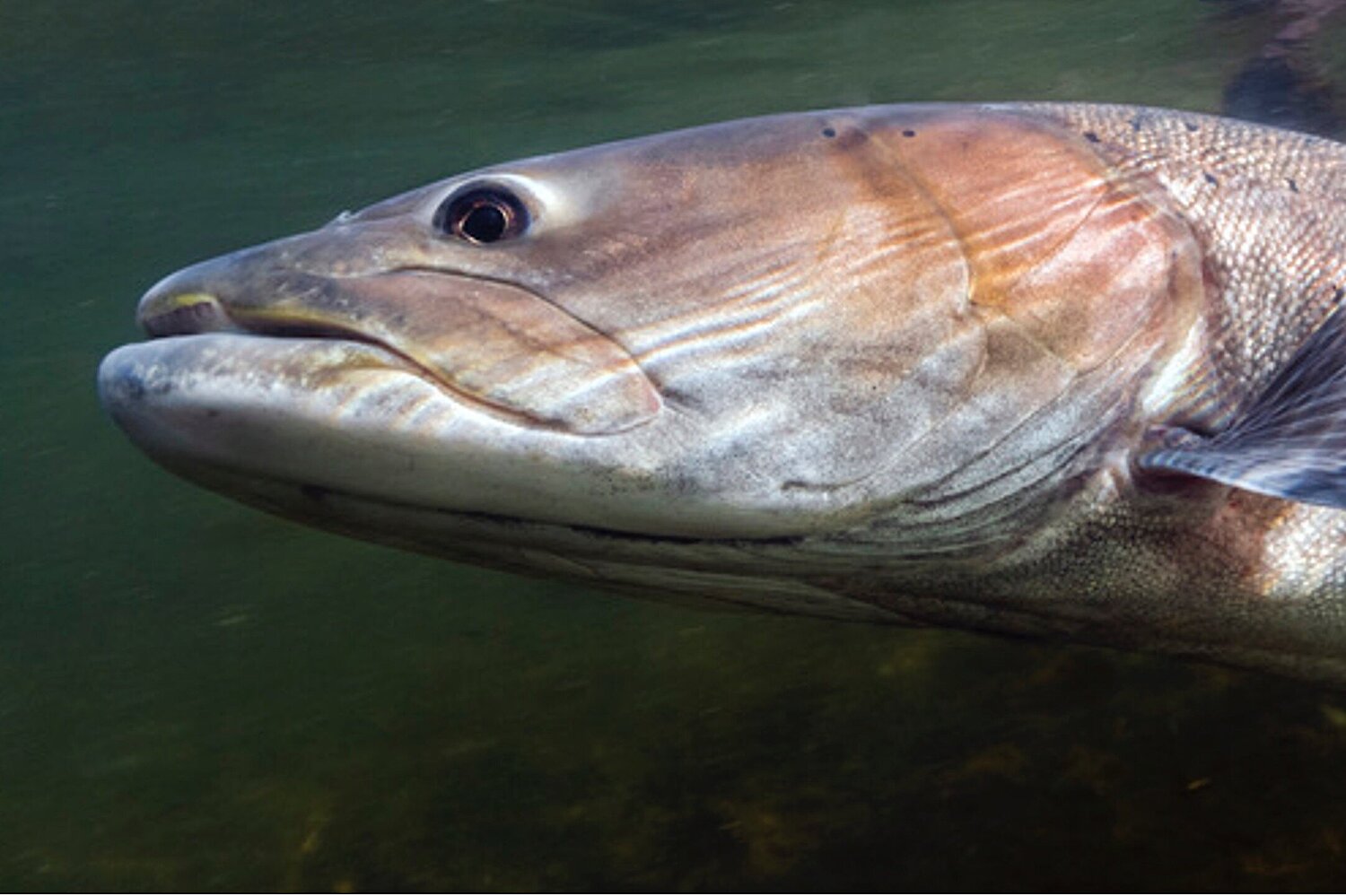 Huchen im Wasser