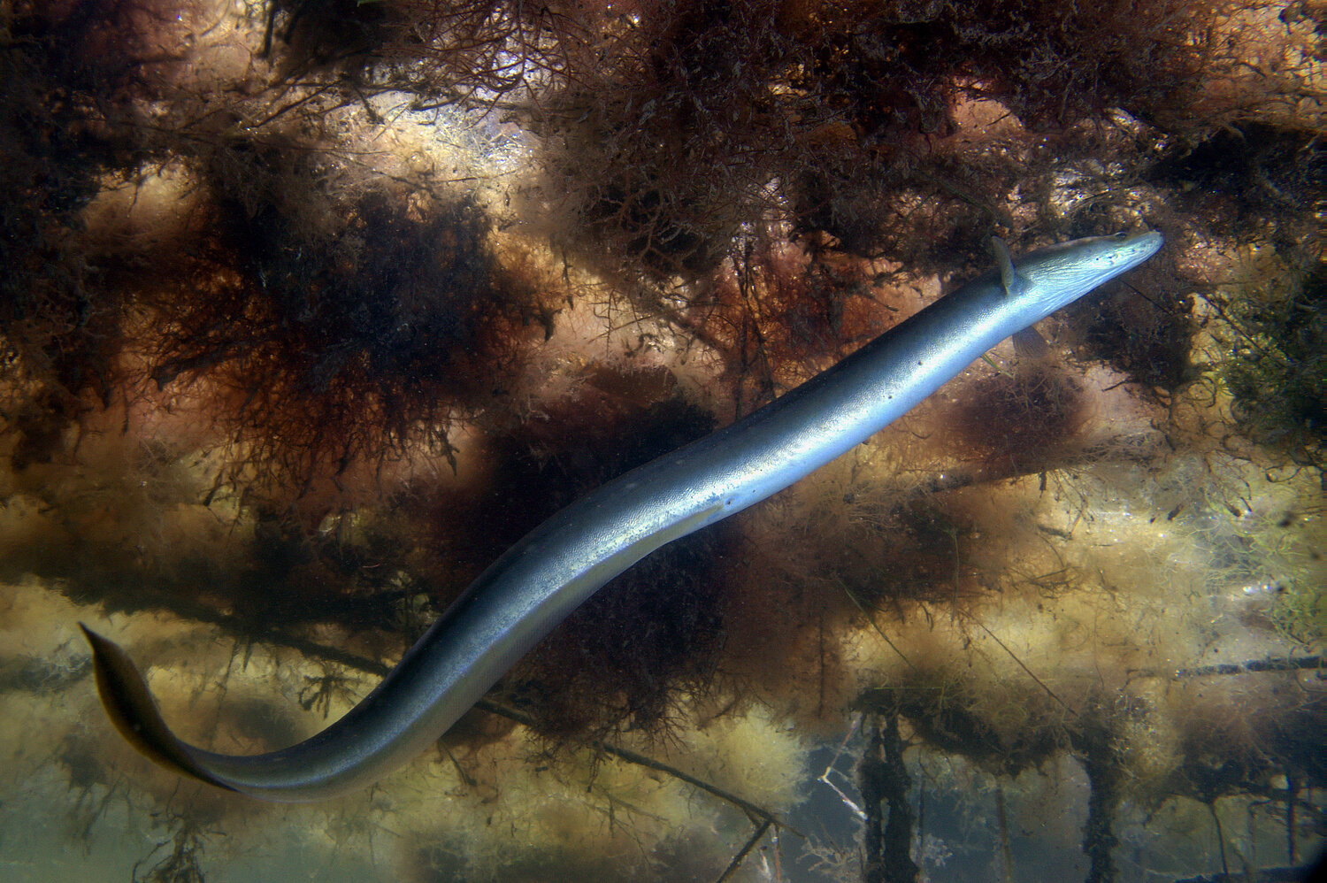 Europäischer Aal (Anguilla anguilla) in seinem Lebensraum. Lagune von Moustos, Griechenland.