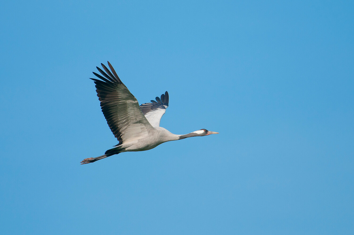 Fliegender Kranich vor blauem Himmel.