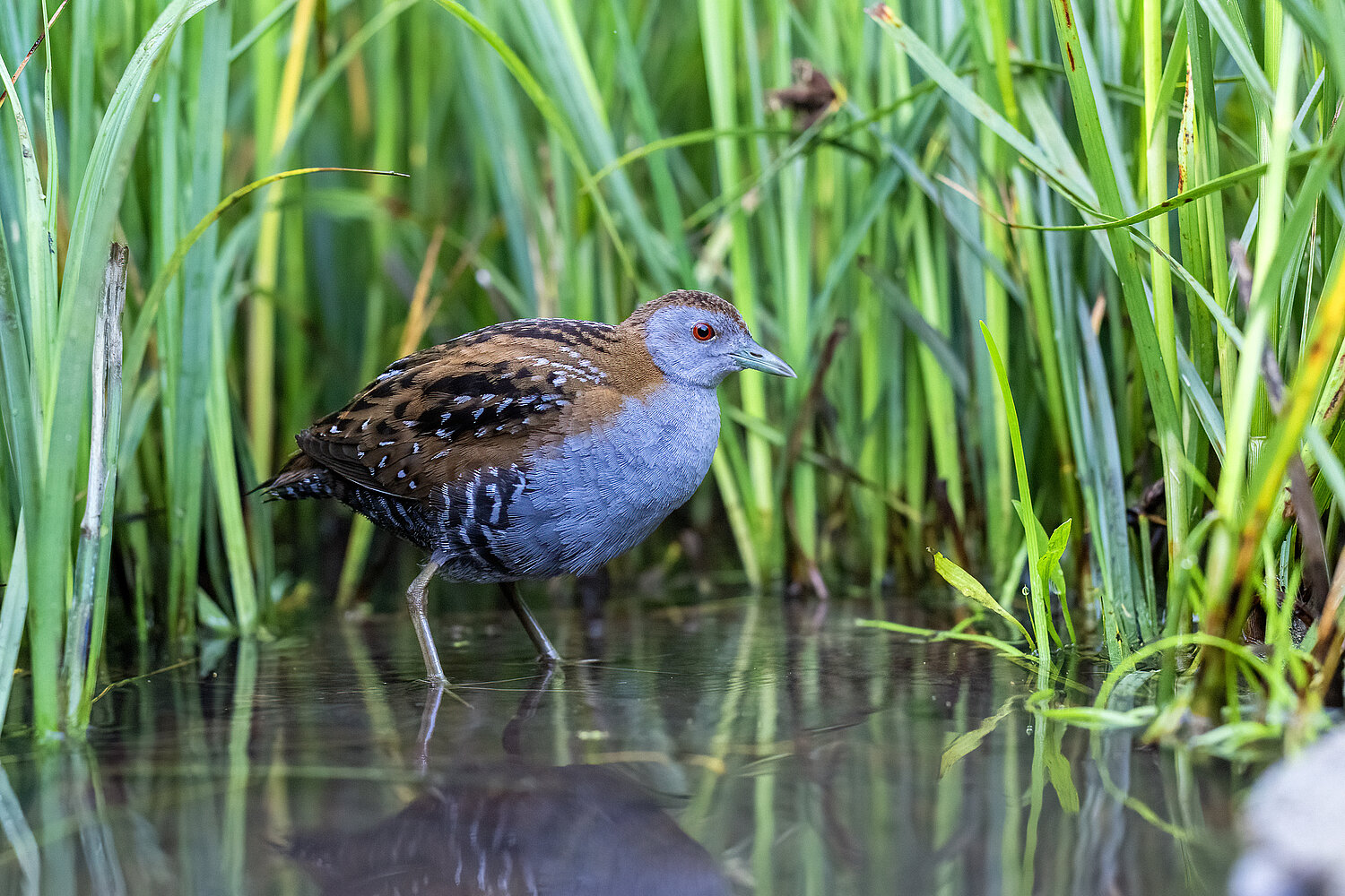 Zwergsumfphuhn mit bläulichem Gefieder am Rande eines Schilfbestandes im Wasser stehend.