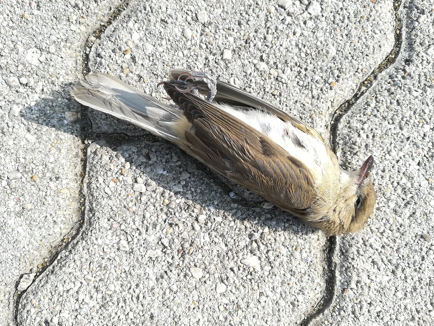 Toter Singvogel auf einer Asphaltfläche.