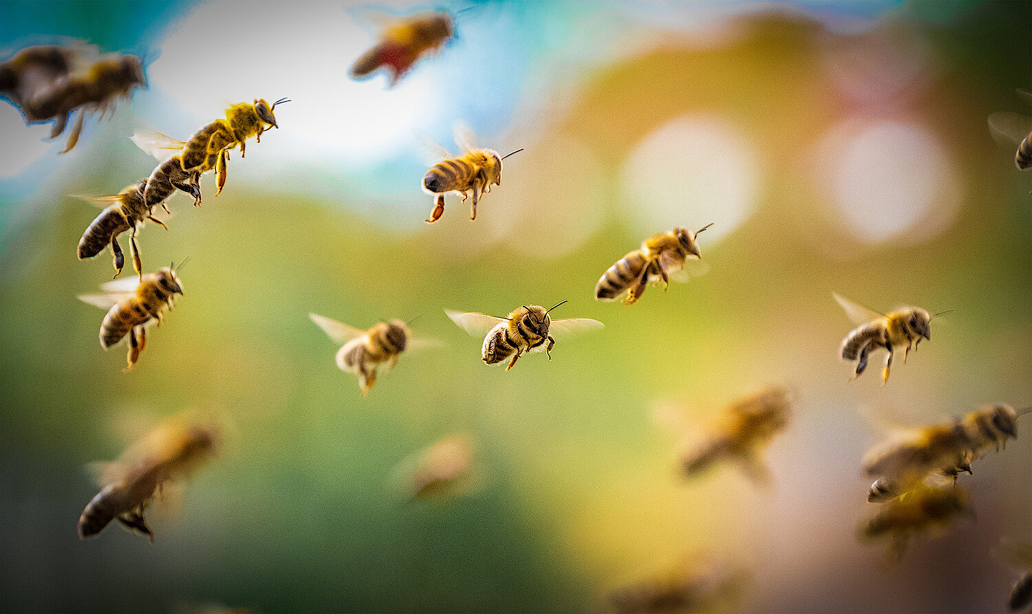 Heimische Honigbienen Foto Bienen im Anflug