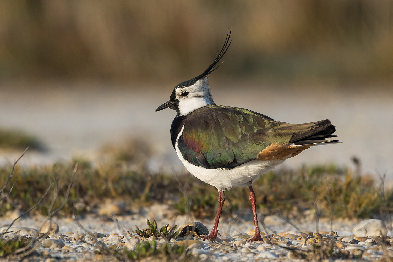 Kiebitz auf einer Schotterfläche stehend.
