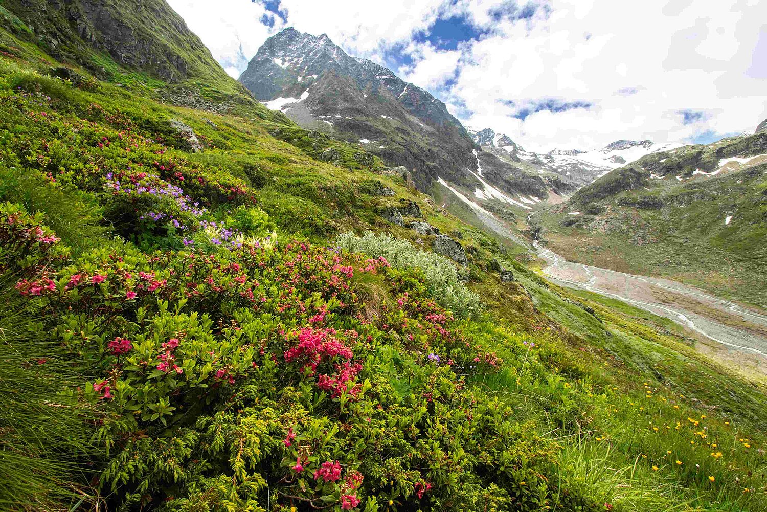 Rhododendron ferrugineum (Rostblättrige Alpenrose) auf den westlichen Hängen des Schrankogels in Tirol mit dem Bockkogel als Hintergrund. Blick auf den Hang des Schrankkogels mit rot blühenden Alpenrosen im Vordergrund.