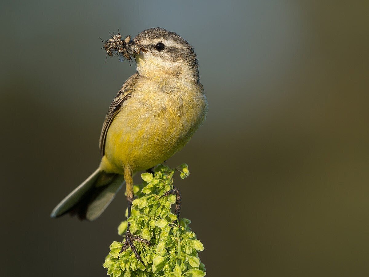 Foto Vogel frisst Insekten
