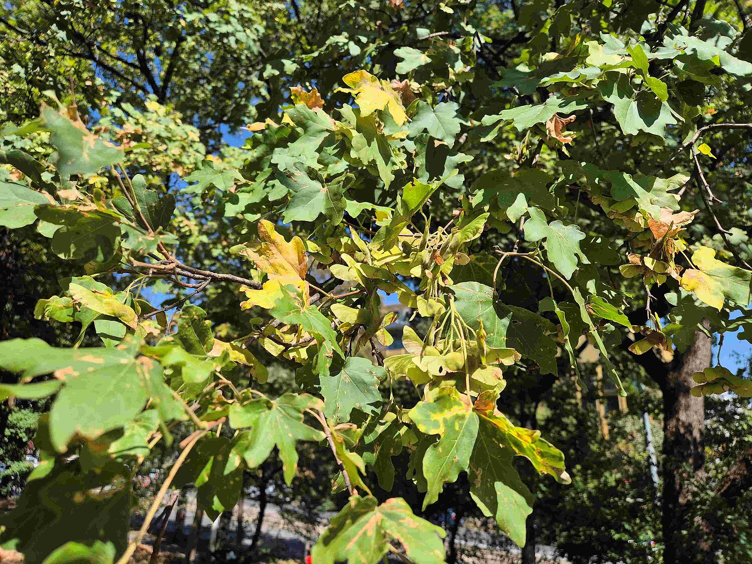 Trockene Blätter eines Ahornbaumes im August aufgrund der heißen Temperaturen.