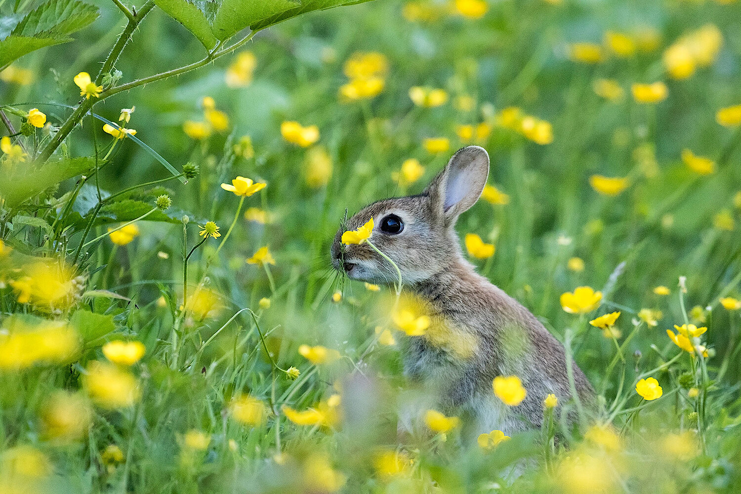 Foto Hase