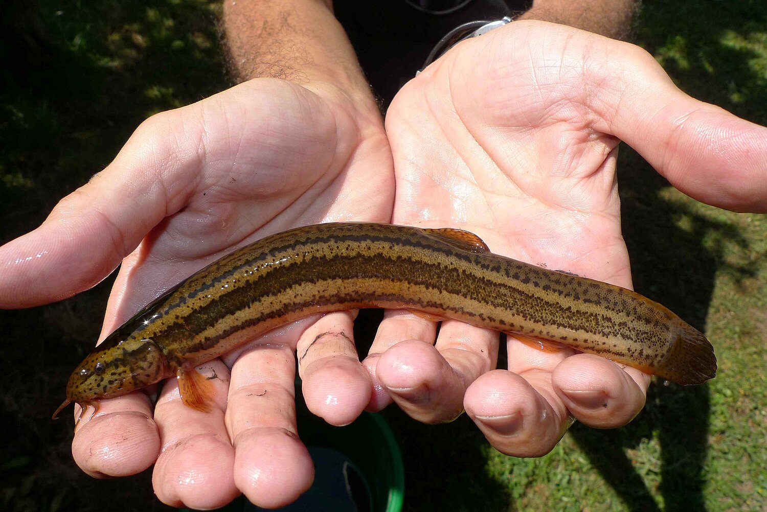 Eine Schlammpeitzger wird auf zwei Händen außerhalb des Wassers präsentiert.