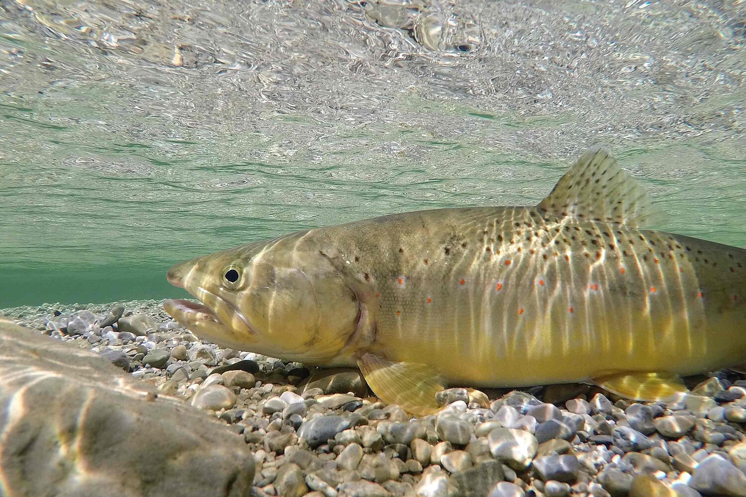 Forelle im flachem Wasser auf Kiesboden.