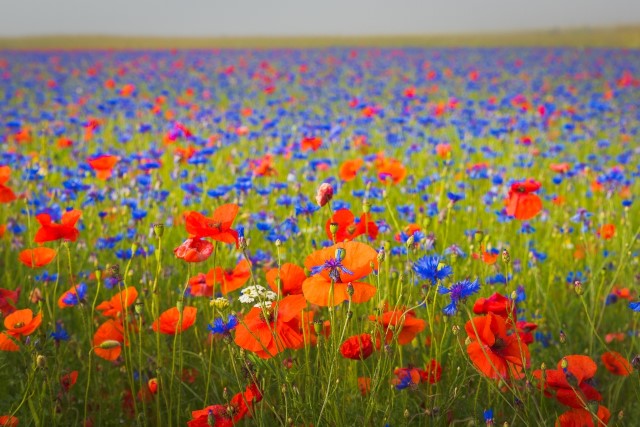 Foto Mohnblumen und Kornblumen